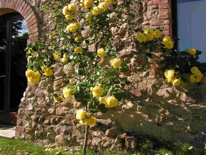 Azienda Agricola Trebisonda